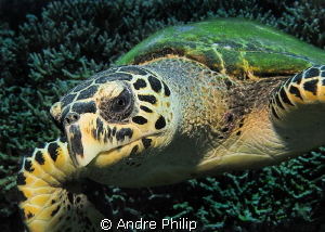 Intimate Moment with a hawksbill turtle - 
She was very ... by Andre Philip 